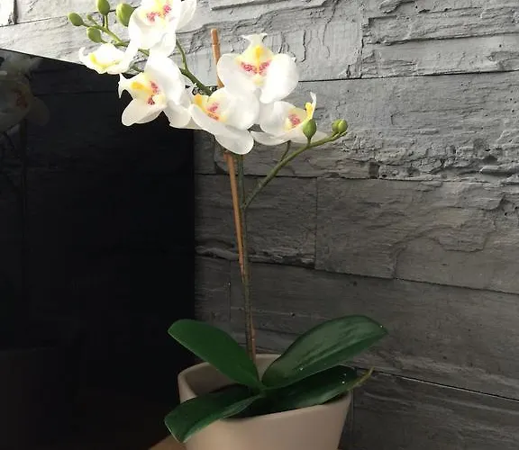 아파트 Na Ogrodach *