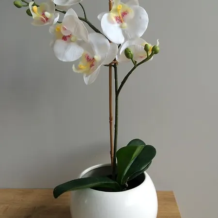 Na Ogrodach * פוזנן