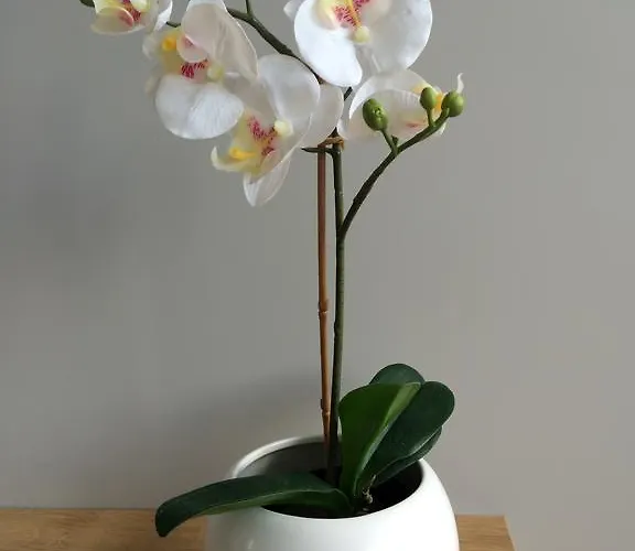 Na Ogrodach * بوزنان